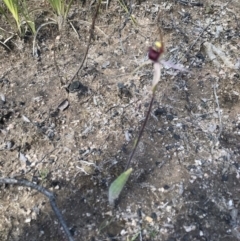 Caladenia montana at Tennent, ACT - suppressed