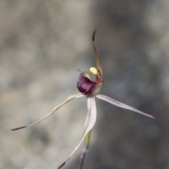 Caladenia montana at Tennent, ACT - suppressed