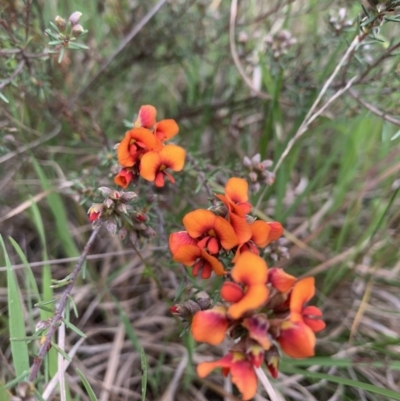 Dillwynia sericea (Egg And Bacon Peas) at Kaleen, ACT - 20 Oct 2021 by RosD