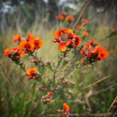 Dillwynia sericea at Kaleen, ACT - 20 Oct 2021 10:51 AM