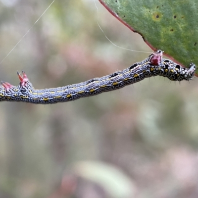 Chlenias banksiaria group (A Geometer moth) at Jerrabomberra, NSW - 22 Oct 2021 by SteveBorkowskis