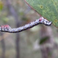 Chlenias banksiaria group at Jerrabomberra, NSW - 22 Oct 2021