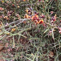 Daviesia genistifolia (Broom Bitter Pea) at Kowen, ACT - 21 Oct 2021 by SimoneC