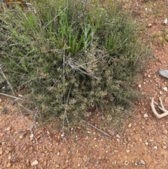 Daviesia genistifolia at Kowen, ACT - 21 Oct 2021