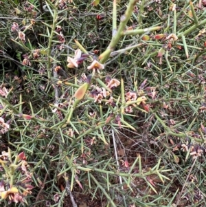 Daviesia genistifolia at Kowen, ACT - 21 Oct 2021