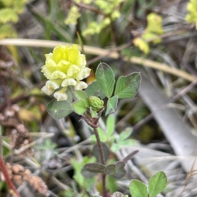 Trifolium campestre (Hop Clover) at Symonston, ACT - 21 Oct 2021 by JaneR