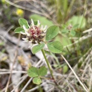 Trifolium glomeratum at Symonston, ACT - 21 Oct 2021