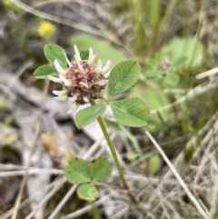 Trifolium glomeratum (Clustered Clover) at Symonston, ACT - 21 Oct 2021 by JaneR