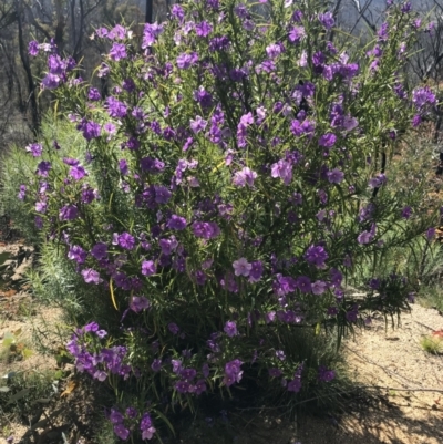 Solanum (genus) (Nightshades, soda apples, devils apples) at Tennent, ACT - 22 Oct 2021 by BrianH