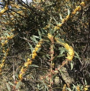 Daviesia mimosoides at Tennent, ACT - 22 Oct 2021
