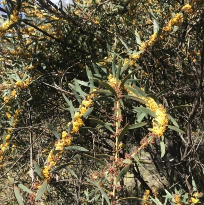 Daviesia mimosoides (Bitter Pea) at Tennent, ACT - 22 Oct 2021 by BrianH