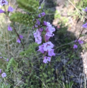 Euphrasia collina at Tennent, ACT - 22 Oct 2021 09:56 AM