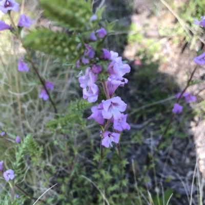 Euphrasia collina (Purple Eye-bright) at Namadgi National Park - 21 Oct 2021 by BrianH