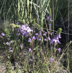 Euphrasia collina at Tennent, ACT - 22 Oct 2021 09:56 AM