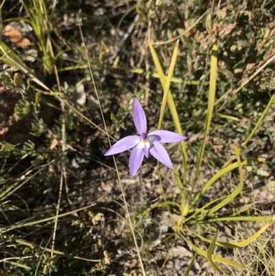 Glossodia major (Wax Lip Orchid) at Tennent, ACT - 21 Oct 2021 by BrianH