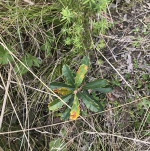 Banksia marginata at Tennent, ACT - 22 Oct 2021