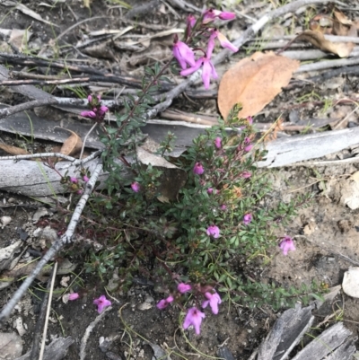 Tetratheca bauerifolia (Heath Pink-bells) at Tennent, ACT - 22 Oct 2021 by BrianH