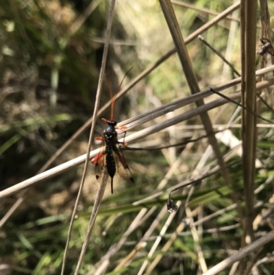 Ichneumonidae (family) (Unidentified ichneumon wasp) at Namadgi National Park - 22 Oct 2021 by BrianH