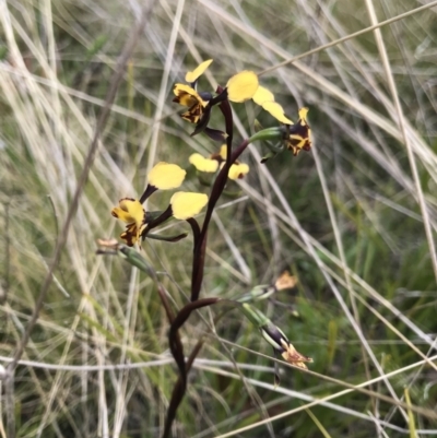 Diuris semilunulata (Late Leopard Orchid) at Tennent, ACT - 22 Oct 2021 by BrianH