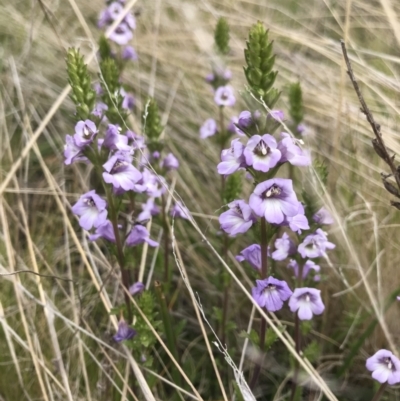 Euphrasia collina subsp. paludosa at Namadgi National Park - 22 Oct 2021 by BrianH