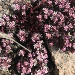 Poranthera microphylla (Small Poranthera) at Tennent, ACT - 22 Oct 2021 by BrianH