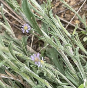 Vittadinia cuneata var. cuneata at Jerrabomberra, ACT - 21 Oct 2021