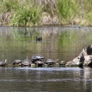 Chelodina longicollis at Fyshwick, ACT - 22 Oct 2021 11:05 AM