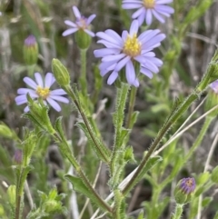 Vittadinia cuneata var. cuneata (Fuzzy New Holland Daisy) at Callum Brae - 21 Oct 2021 by JaneR