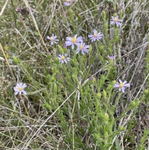 Vittadinia cuneata var. cuneata at Jerrabomberra, ACT - 21 Oct 2021