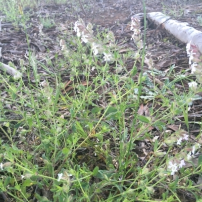 Silene gallica var. gallica (French Catchfly) at Molonglo Valley, ACT - 19 Oct 2021 by dgb900