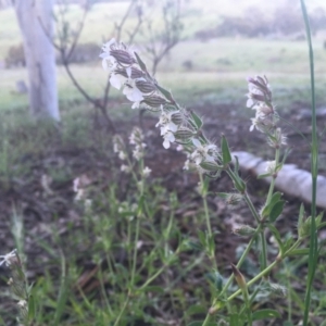 Silene gallica var. gallica at Molonglo Valley, ACT - 19 Oct 2021