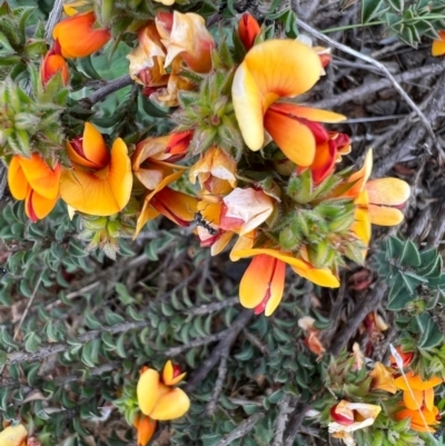 Pultenaea procumbens (Bush Pea) at Kowen, ACT - 21 Oct 2021 by SimoneC