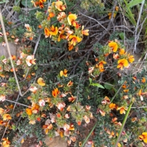 Pultenaea procumbens at Kowen, ACT - 21 Oct 2021 11:09 AM