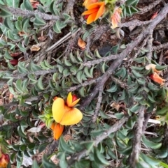 Pultenaea procumbens at Kowen, ACT - 21 Oct 2021