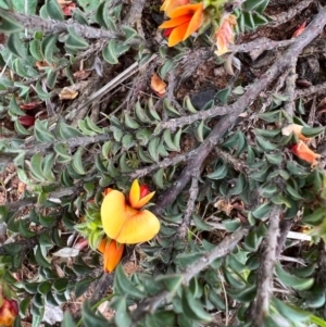 Pultenaea procumbens at Kowen, ACT - 21 Oct 2021 11:09 AM