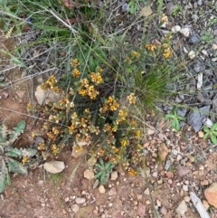 Pultenaea procumbens at Kowen, ACT - 21 Oct 2021 11:09 AM