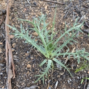 Eryngium ovinum at Hughes, ACT - 22 Oct 2021 03:46 PM