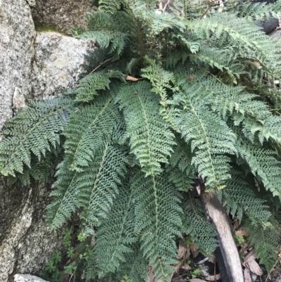 Polystichum proliferum (Mother Shield Fern) at Tennent, ACT - 22 Oct 2021 by BrianH