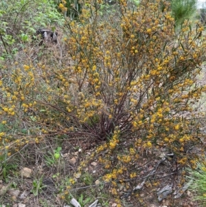 Daviesia leptophylla/mimosoides at Kowen, ACT - 21 Oct 2021