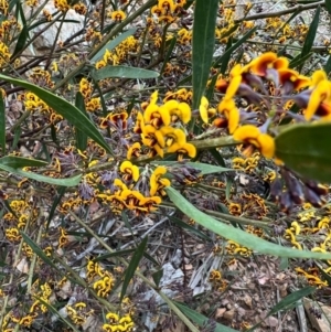 Daviesia leptophylla/mimosoides at Kowen, ACT - 21 Oct 2021