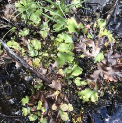 Marchantia sp. (genus) (A Liverwort) at Tennent, ACT - 22 Oct 2021 by BrianH