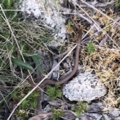 Drysdalia coronoides (White-lipped Snake) at Namadgi National Park - 22 Oct 2021 by BrianH