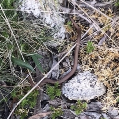 Drysdalia coronoides (White-lipped Snake) at Namadgi National Park - 22 Oct 2021 by BrianH