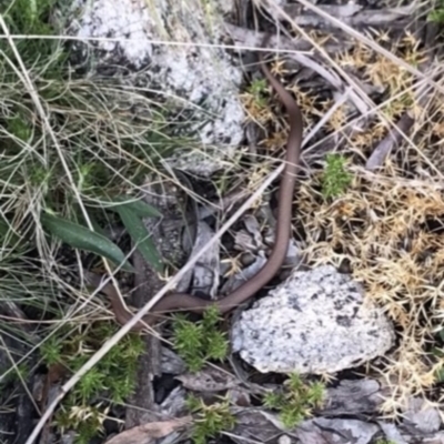 Drysdalia coronoides (White-lipped Snake) at Tennent, ACT - 22 Oct 2021 by BrianH