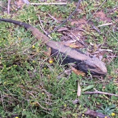 Pogona barbata (Eastern Bearded Dragon) at Hughes, ACT - 21 Oct 2021 by KL