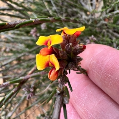 Dillwynia sericea (Egg And Bacon Peas) at Kowen, ACT - 21 Oct 2021 by SimoneC