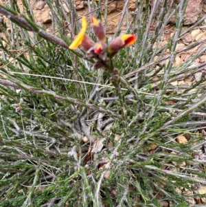 Dillwynia sericea at Kowen, ACT - 21 Oct 2021