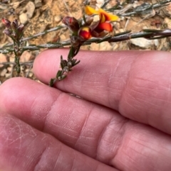 Dillwynia sericea at Kowen, ACT - 21 Oct 2021