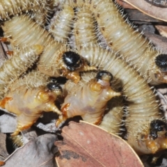 Perginae sp. (subfamily) (Unidentified pergine sawfly) at Cotter River, ACT - 21 Oct 2021 by Harrisi