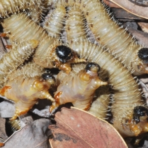 Perginae sp. (subfamily) at Cotter River, ACT - 21 Oct 2021